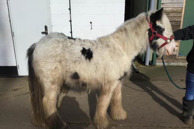 Cauliflower, the abandoned horse.