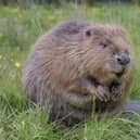 Nottinghamshire Wildlife Trust is one step closer to bringing beavers back to the county for the first time in 400 years.
