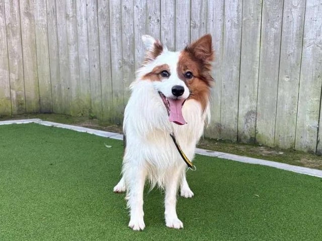 This beautiful boy is looking for a patient and understanding family who is ready to show him all the wonderful comforts of indoor home life, as he likely hasn't had much experience with it yet! Because he is still learning how to confidently walk on a lead, he would benefit from direct access to a fully secure garden while he masters that skill. Haribo can live with older secondary school children and might even share his new home with another dog or a confident cat. With a little time and patience, he is sure to make someone a wonderfully loyal and loving companion.