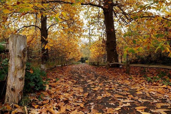 This is a great time to take a stroll around Thieves Wood with a range of routes to explore.