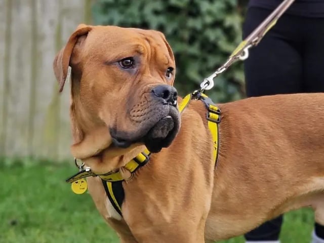 Dogue De Bordeaux Cross Jacob is a big lad with much love to give. He’s only a young dog – aged one – so he will need owners willing to spend time on his training. Heprefers his own space, so he must be the only pet in the household, but he can live with teenagers over 15 years old. He can be left for up to 4 hours a day and must have a secure garden so he can enjoy exploring and playing with his new family. See www.dogstrust.org.uk/rehoming/dogs/dogue-de-bordeaux/3425097