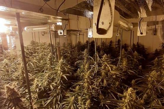 More than 400 cannabis plants were found growing at the Sutton property. Photo: Nottinghamshire Police