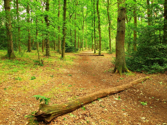 Located near the southern section of Sherwood Forest, Blidworth Woods consists of pine woodland and open heath. The wood, off Longdale Lane, has a rating of 4.6 on Google reviews.