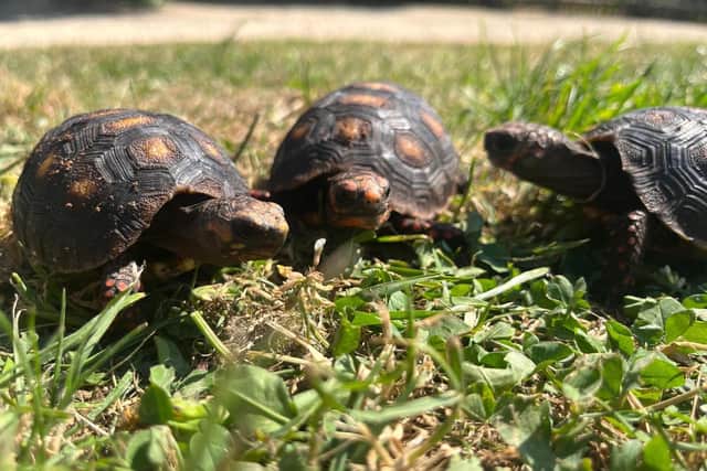 Three baby tortoises have traveled 350 miles to their new home in Fife. Photo: submitted.