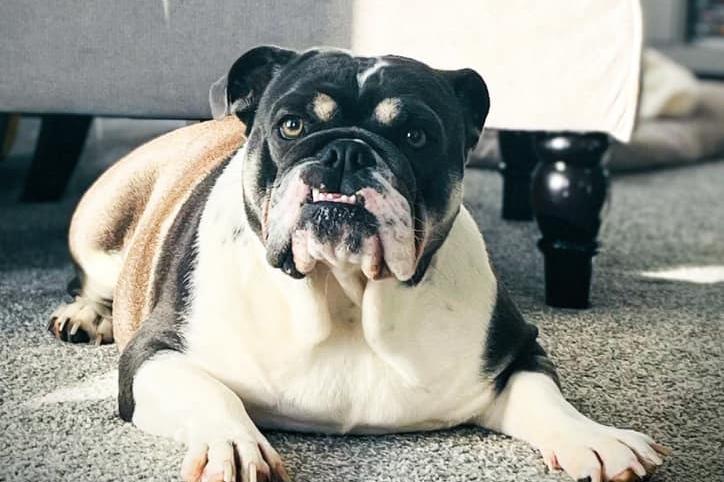 Here is Dottie Dingle! She is 16 months old and loves finding sunny spots to sleep in.