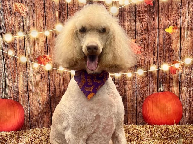 On All Pawz Pet Supplies' is offering a spooky photoshoot for all dogs groomed this October