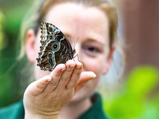 A fantastic mix of indoor and outdoor attractions await at the Tropical Butterfly House at North Anston.  Enjoy the Easter Buddies Trail: Hop to it and track down the ‘Easter Buddies’ hiding around the park. Find all our friendly farmyard friends and claim a sweet treat reward.  Over Easter Bank Holiday Weekend meet the Easter Bunny who will be ‘hopping up’ to say hello and hunt for egg-citing prize golden eggs and golden bunnies only on Easter Weekend. Visitors can meet the real Easter bunnies at the bun-derful fun and friendly sessions plus there’s keeper talks and animal encounters every day!  Visitors can come in their best bunny ears and Easter dress for a chance to win spot prizes! There will also be a number of Easter crafts in the Activity Centre. Pictured is animal keeper Laura Martin with an owl butterfly at the ecologically friendly hot house to home butterflies and tropical plants for visitors to see, (photographed by Tony Johnson. 6th June 2023) Visit https://www.butterflyhouse.co.uk/whats-on/events/