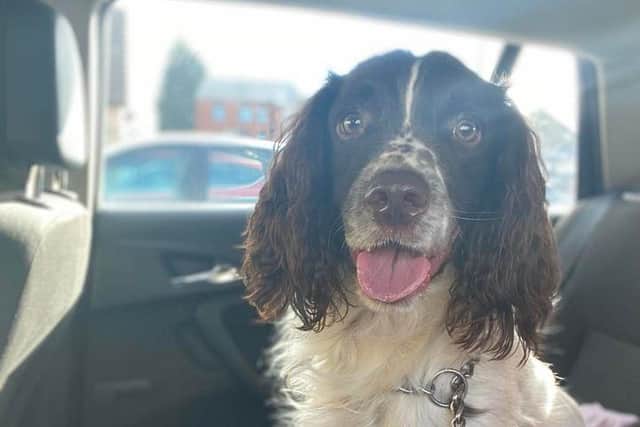 Max was a four-year-old springer spaniel from Warsop.