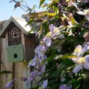 002 BEM_TheHawthorns_SuttoninAshfield_RSPB - An RSPB accredited garden at a David Wilson Homes East Midlands development