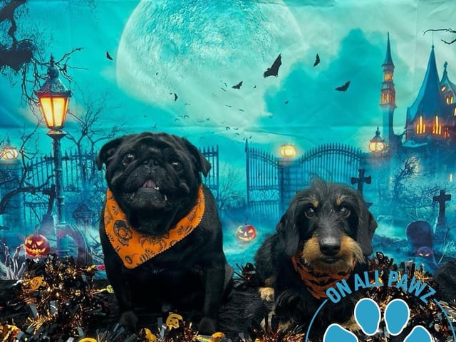 Visit onallpawz.com for more details.