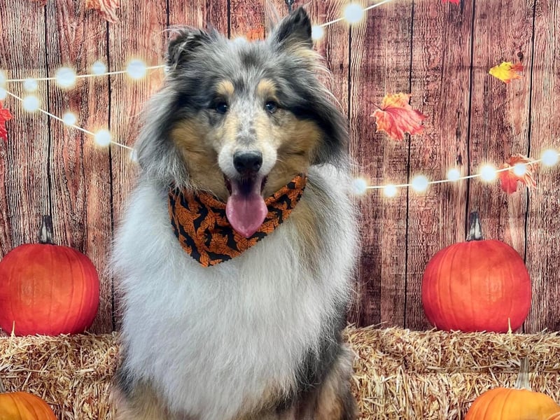 Trick or treat yourself to a cute snapshot of your dog