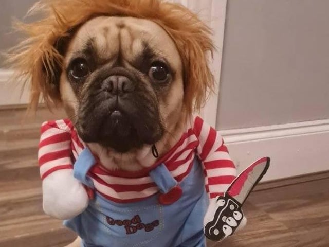 In 2021 we asked our readers to send us photos of their Halloween costumes and they didn't disappoint! Even the pets got involved!