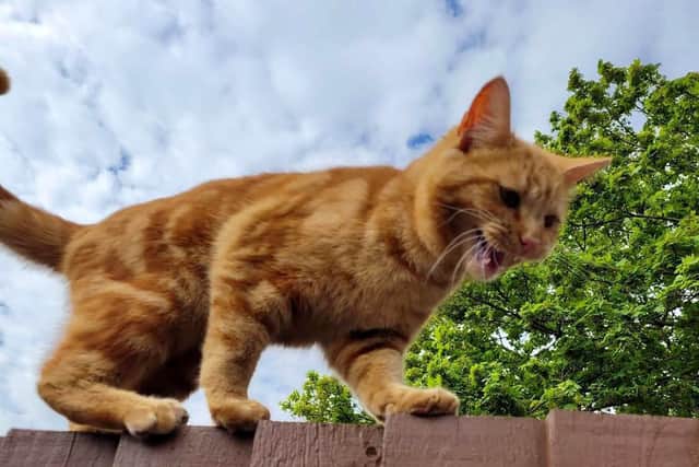 Milo's owner is worried as the residents keep an eye out for the community's 'much-loved' cat.
