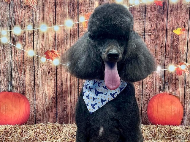 Check out round 2 of our favourite Halloween themed dogs courtesy of On All Pawz