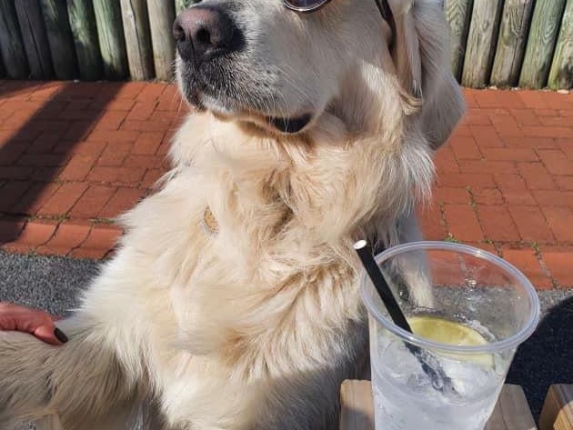 Ralph enjoying his holiday in Devon - Amy Austin