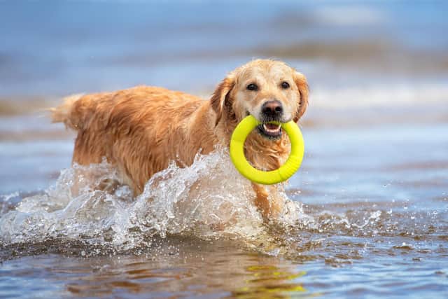 The food bank supports pet owners across Mansfield and Ashfield.