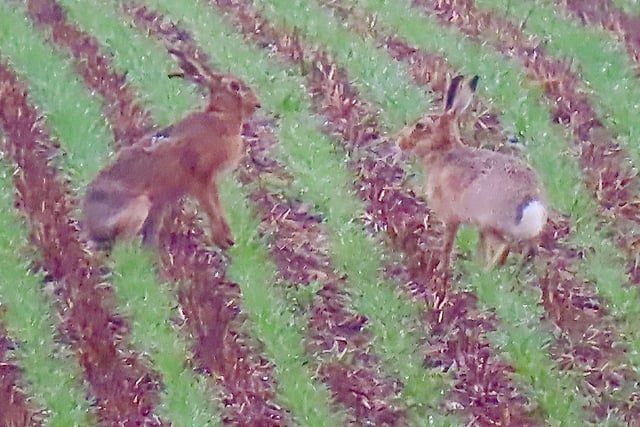​Regular contributor David Hodgkinson spotted these March hares playing in the fields.