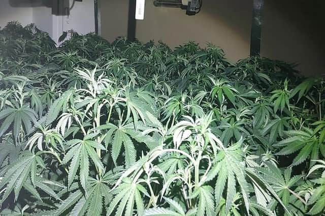 Policd seized a large cannabis haul in Langwith