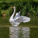 A number of dead swans have been reported at Attenborough Nature Reserve.