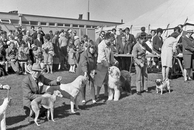 Mining galas also were known for dog shows.