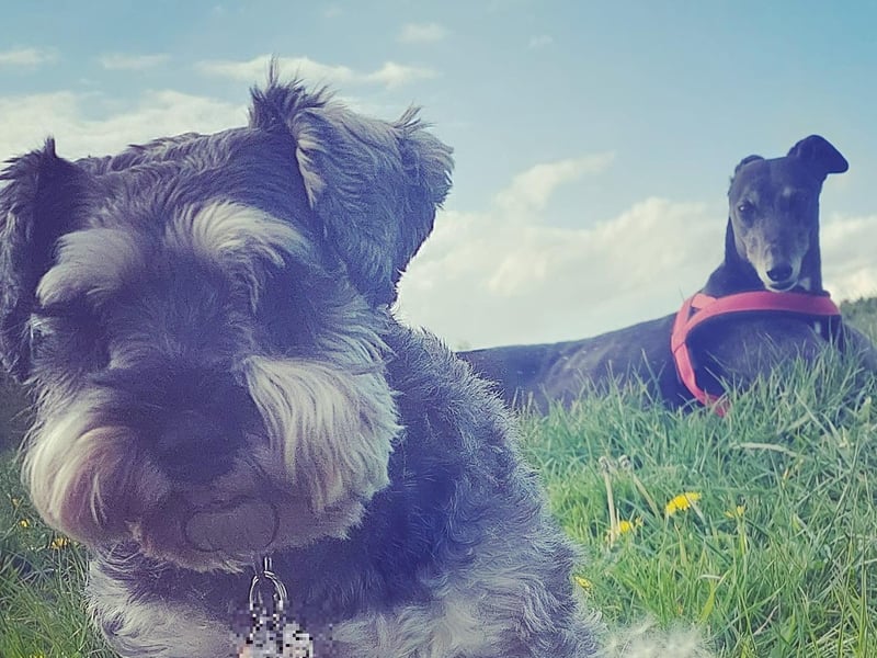 Here is Maggie May, a nine-year-old schnauzer and Ethel, her six-year-old greyhound sister.