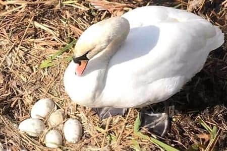 The swans on Sutton Lawn have now built a new nest