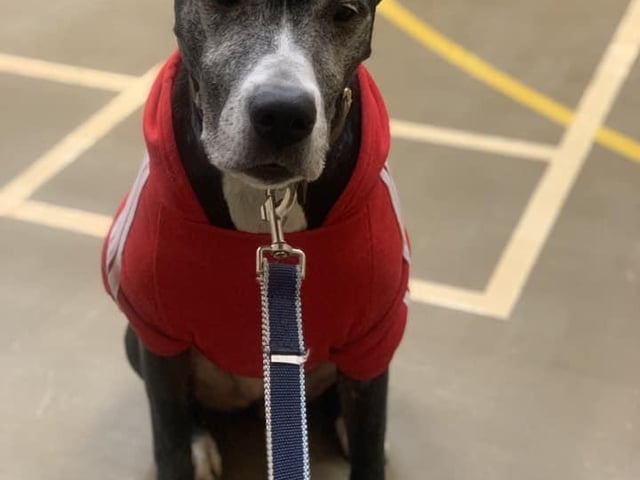 Roxie, seven-years-old was adopted last December. She has a lot of anxiety and fear that the family have been working very hard on, and some areas are very gradual progress. She was adopted from Babington Dog Rescue.