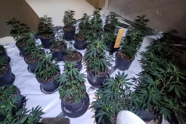 Some of the cannabis plants discovered.