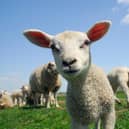 New laws to stop dogs worrying farm livestock are now in force. Photo: Nottinghamshire Police