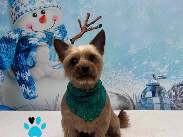 The company will also be offering festive photoshoots.