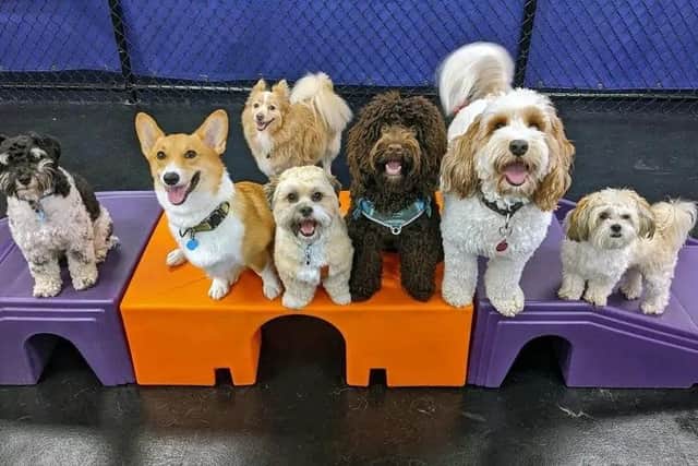 Doggie day care is becoming increasingly popular for pet-owners when they are at work.