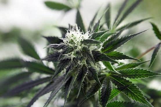 Two people have appeared in court after cannabis was found growing at a house in Pleasley. Photo: Other