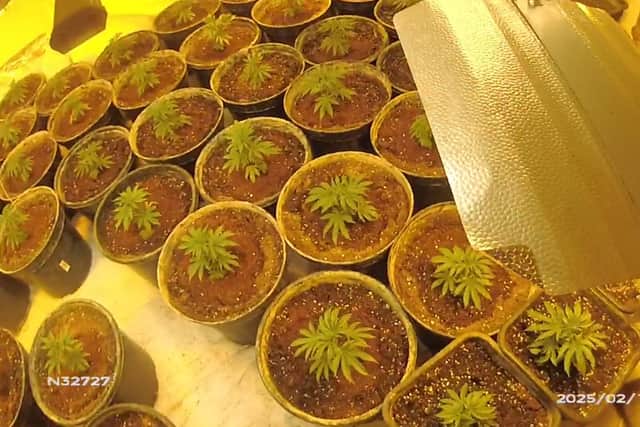 Officers found more than 100 cannabis plants growing in upstairs bedrooms.
