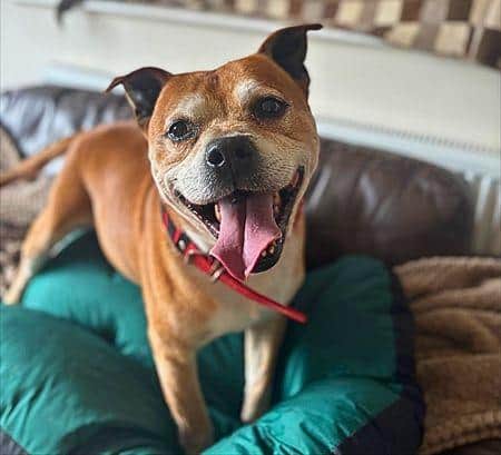 Buster the Loyal Staffy Waiting for his Forever Home