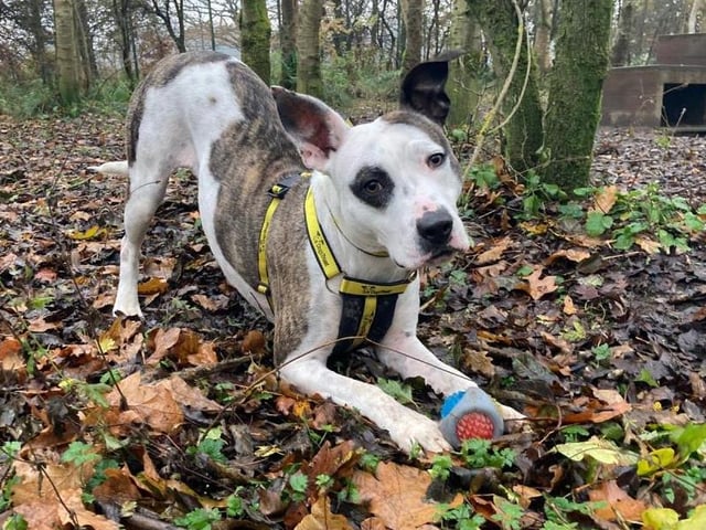 Mavis is a three year old Staffie cross. She is super friendly and loves attention. Mavis enjoys saying hello to new people and can live with children over the age of 14. She does not like other dogs and would need to be the only pet in the house.