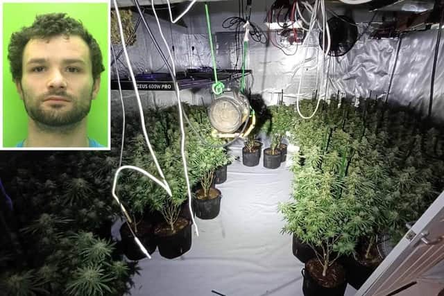 159 cannabis plants were growing in various rooms of the house