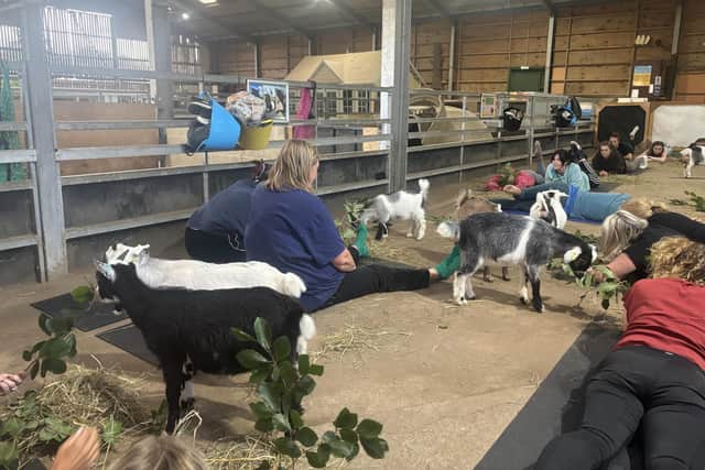 Pygmy goats happily have a munch while the yoga session takes place.