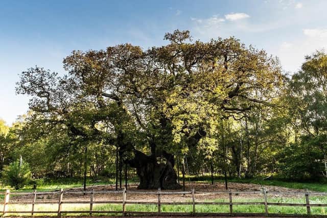 The famous and ancient Major Oak tree in Sherwood Forest, which was re-named in honour of Major Hayman Rooke after his death in 1806.