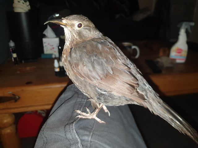 Steve said: "Meep the merciless, rescued female blackbird off my front garden two and a half yearss ago."