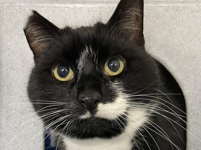Could you be the McCartney to our Lennon? If so, give the centre a ring. While Lennon took a little time to adjust, he is now gaining confidence and revealing the wonderful cat he truly is. He would thrive best in a quiet home without children, where he can take his time to settle in and build his confidence at his own pace.