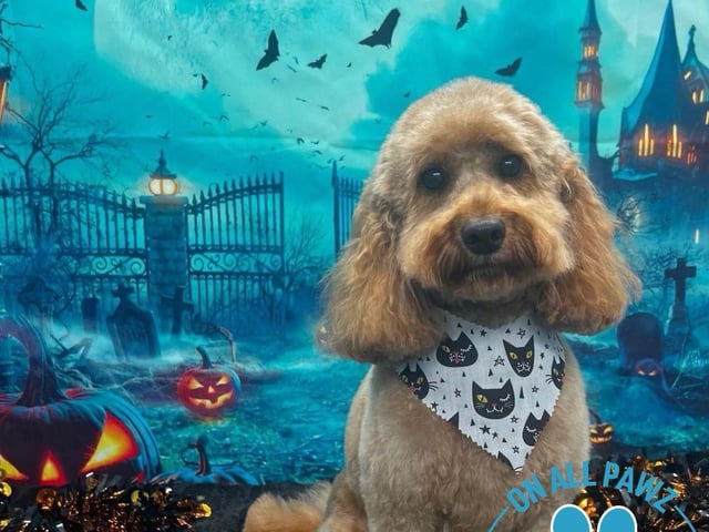 Every dog booked for grooming in October will receive a Halloween-themed bandana and have a spooky photo taken. To get in touch, call 01623 405309, send an email to onallpawz@gmail.com, or visit onallpawz.com for more details.