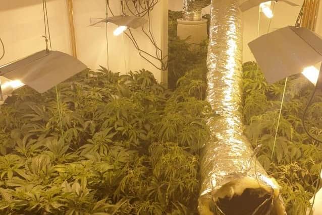 Two men have been arrested in connection with the cannabis farms.