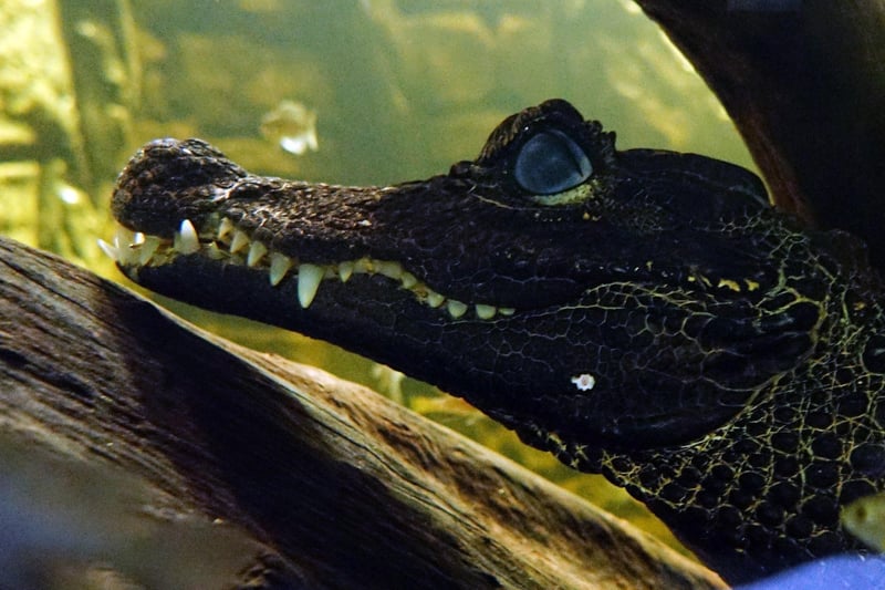The new attraction is home to two West African Dwarf crocodiles - the only ones of their kind in the East Midlands.