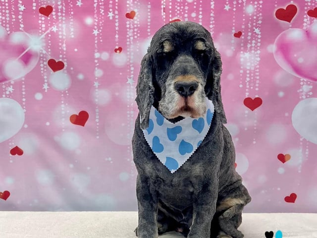 On All Pawz Pet Supplies' is offering a Valentine's photoshoot for all dogs groomed this February