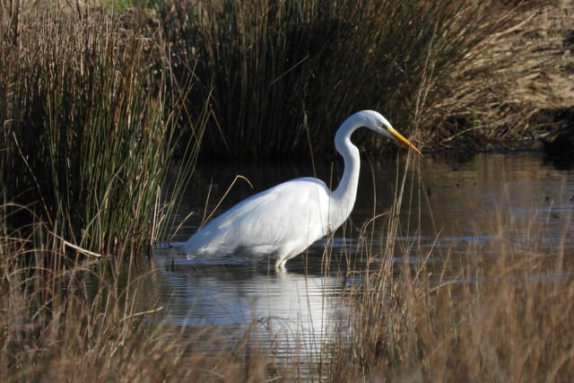 Ivan Dunstan was in the right place at the right time to snap this shot of a great white egret at Langley Mill Nature Reserve.