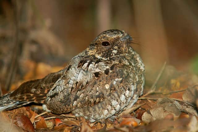 Ground-nesting birds like Nightjars are at risk from dogs that off the lead in parks and nature reserves