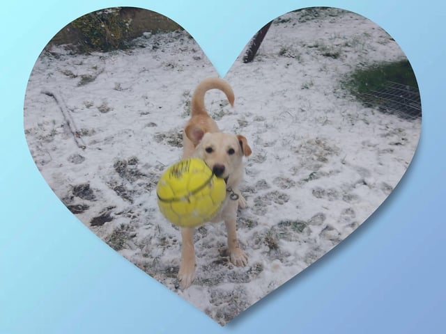 Rose's dog loves the snow. She said: "Our Romanian rescue experiencing the snow. Safe to say she loves it."