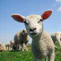 New laws to stop dogs worrying farm livestock are now in force. Photo: Nottinghamshire Police