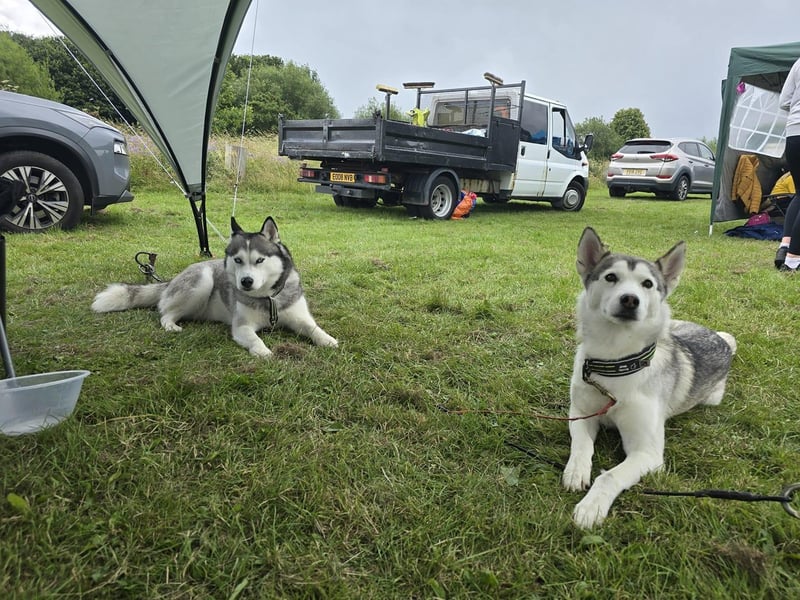 8 Below Husky Rescue, a charity rescuing and rehoming Huskies, were in attendance. How adorable!