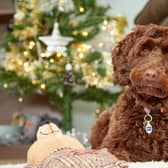 Help keep pets like Coco safe this Christmas says the RSPCA